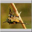 Chrysops relictus - Bremse m10.jpg